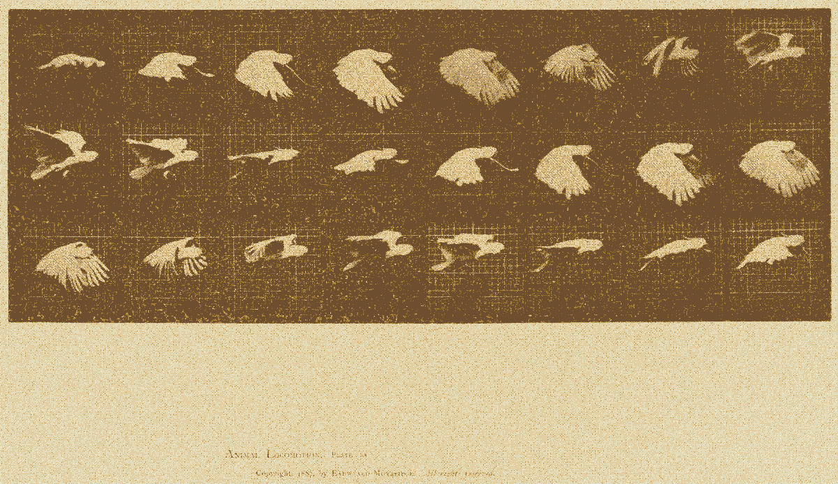 each frame of a dove flying and flapping its wings